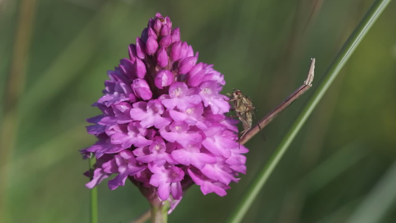 imágenes de diapositivas de una orquídea con mosca en la naturaleza