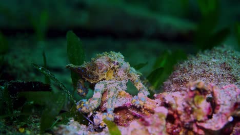 southern blue-ringed octopus hapalochlaena maculosa 4k 25fps