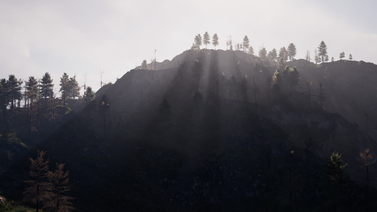 안개 배경 에 있는 웅장 한 초록색 산 숲