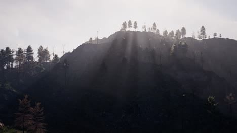 Majestic-green-mountain-forest-on-fog-background