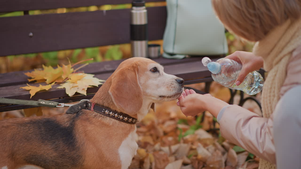 Closeup of beagle dog drinking water from owner hand in peaceful autumn setting, fallen leaves scattered on bench and ground, backpack and thermos resting beside as gentle light filters through trees