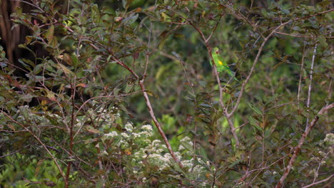 perched in sun yellow-chevroned parakeet parrot bird in rainforest jungle edge