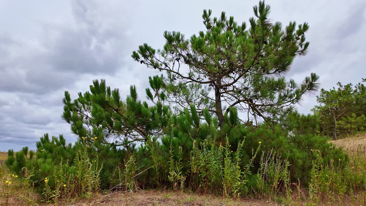 Pine forest with flying birds under cloudy sky in countryside and hiking environment