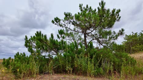 pine forest with flying birds under cloudy sky in countryside and hiking environment