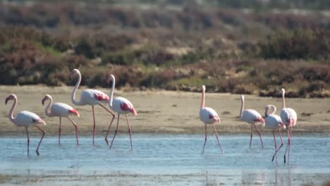 flamencos delta 44