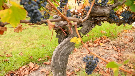 panning up a grape vine to see grapes