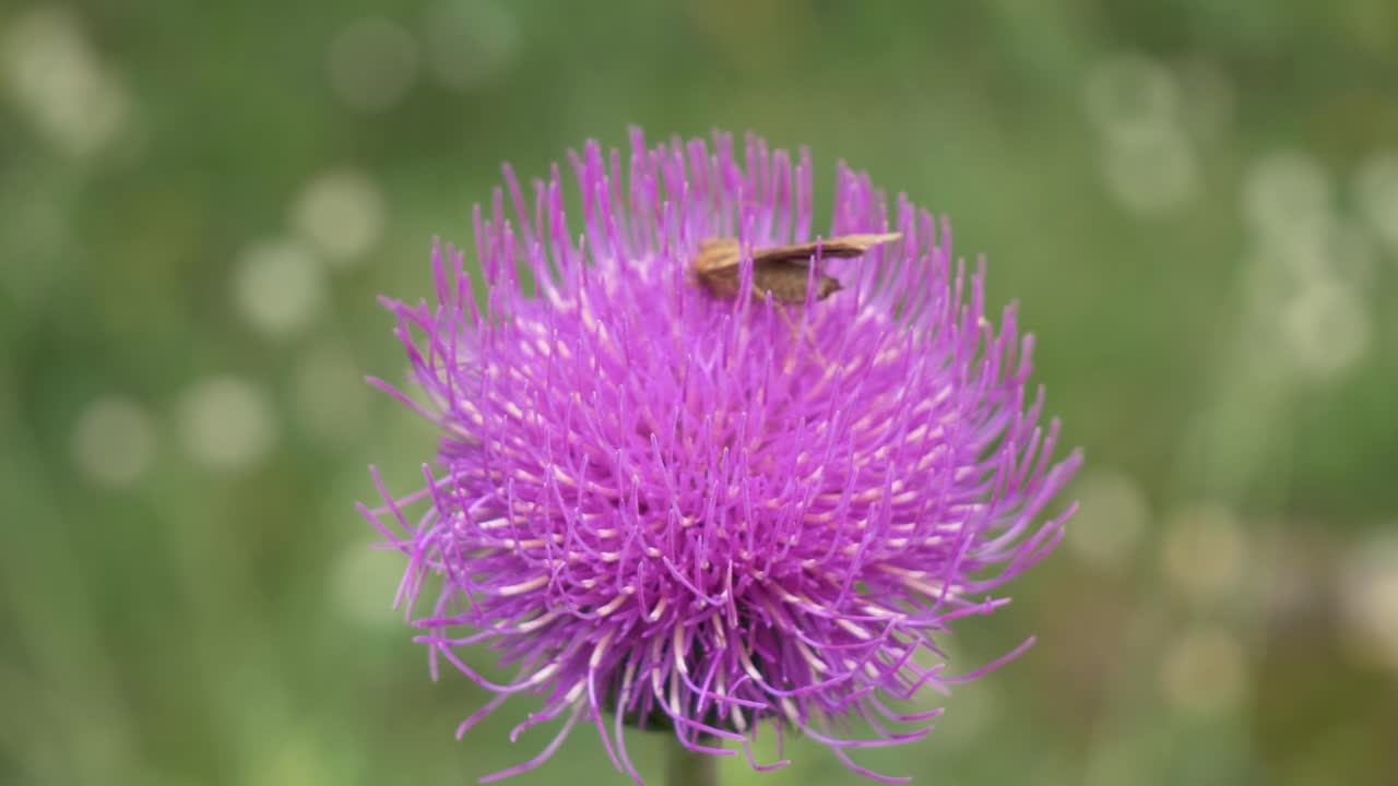primer plano de un saltamontes descansando sobre un cardo de montaña rosa brillante