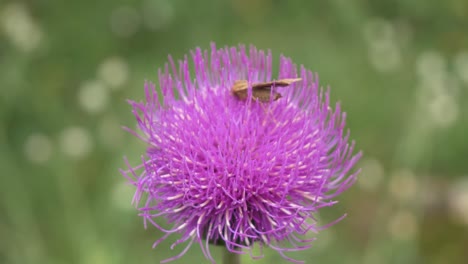 close up shot of a grasshopper resting on a bright pink highland thistle