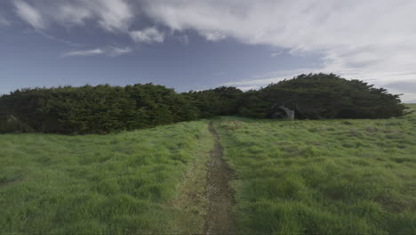 walking towards trees of waipapa point on small path, macrocarpa trees