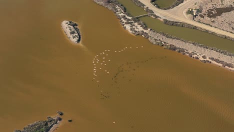 Extravagancia-De-Flamencos-Volando-En-Formación-Sobre-Las-Marismas-Del-Guadalquivir-En-El-Parque-Nacional-De-Doñana-En-Andalucía,-España.