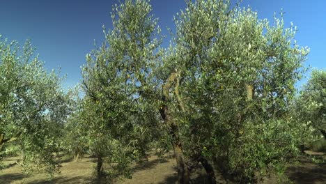 tracking shot of mature olive trees in sunlit mediterranean grove
