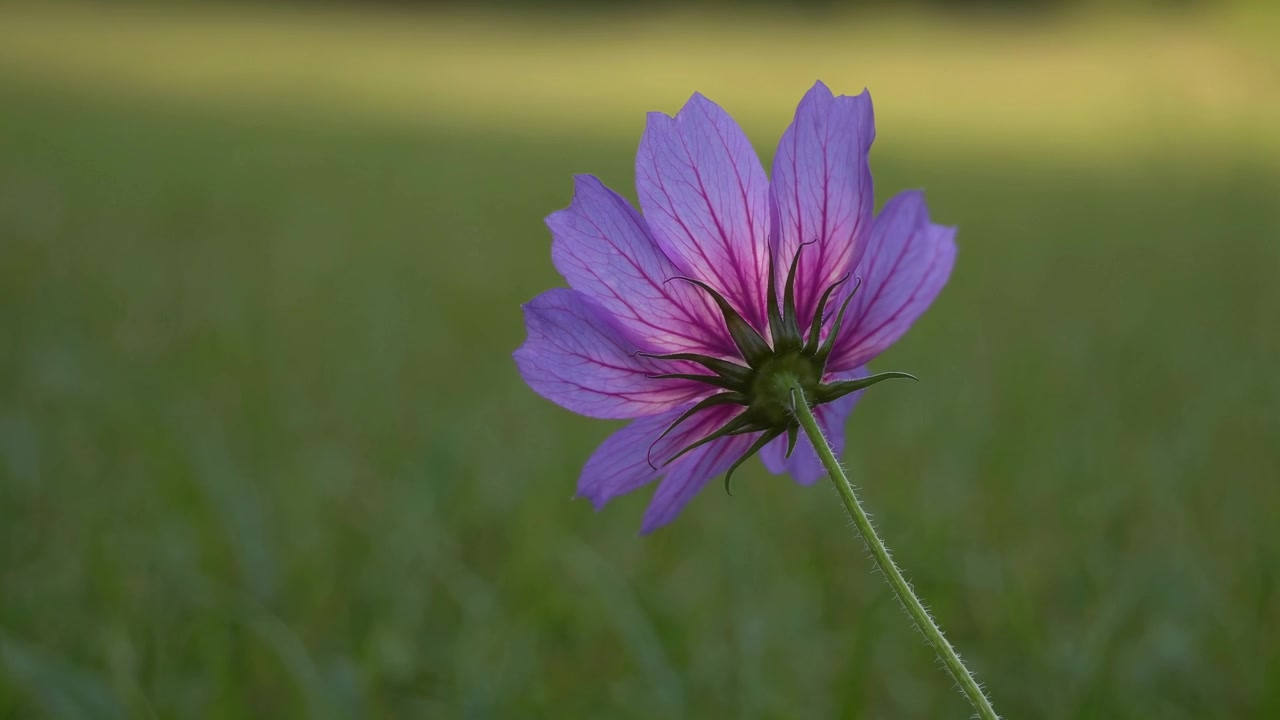 Singolo fiore di cosmo viola in fiore in un prato verde