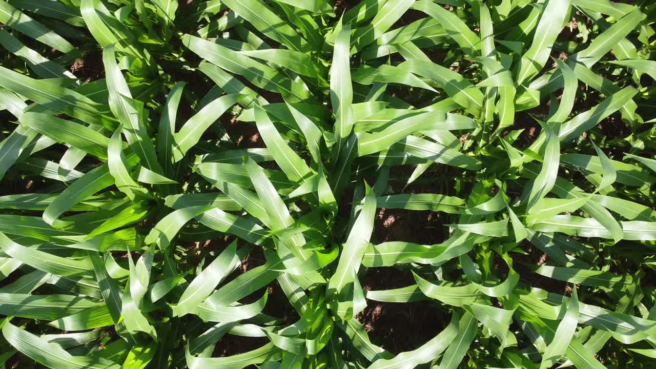 una vista directa hacia abajo de un vuelo de bajo nivel sobre un campo de maíz