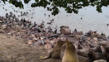 Bahía-De-Monterey-Repleta-De-Animales-Salvajes