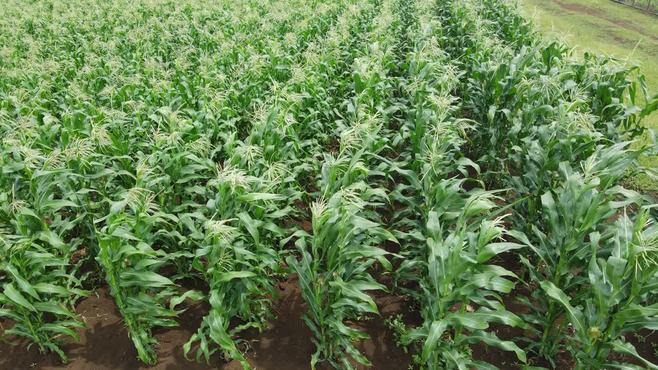 hileras de plantas de maíz se balancean con el viento suave en las plantaciones de maíz, loitokitok, kenia