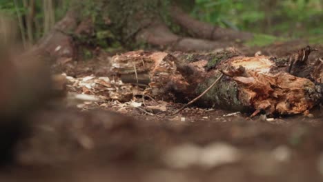 axe chopping continuously at log