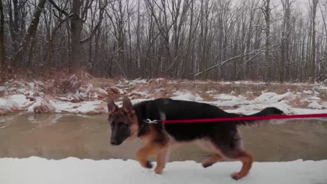 german shepherd walking in snow