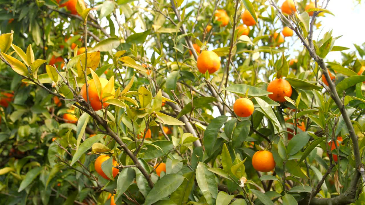 Mandarines accrochées à un arbre, agrumes sous le soleil.