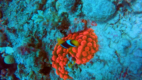peces payaso o anémonas rojas únicas en el arrecife de coral del mar rojo de egipto