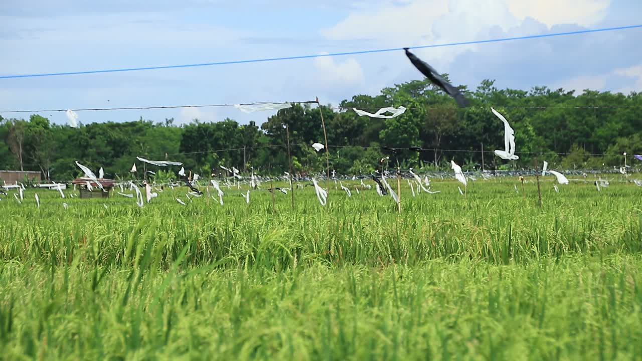 멀리서 보이는 녹색 쌀이 있는 논 분위기, 선택적 초점, 약간의 흐림 및 노이즈 클립