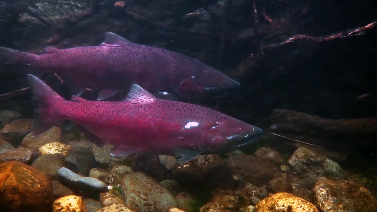 крупная красная рыба борется с сильным течением на аляске