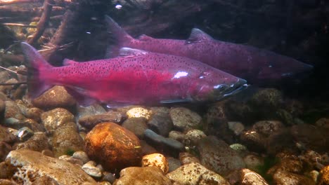 grandes peces rojos luchan contra una fuerte corriente en alaska