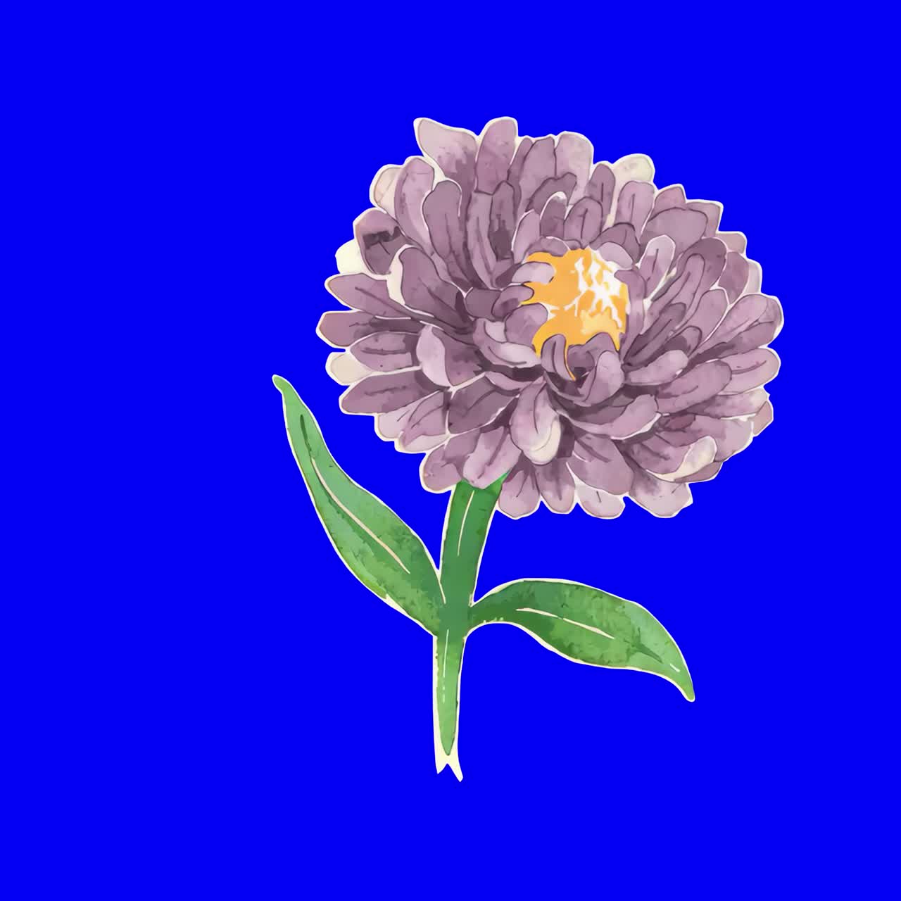 Vibrant watercolor flower illustration animation, transparent 4K video, green screen