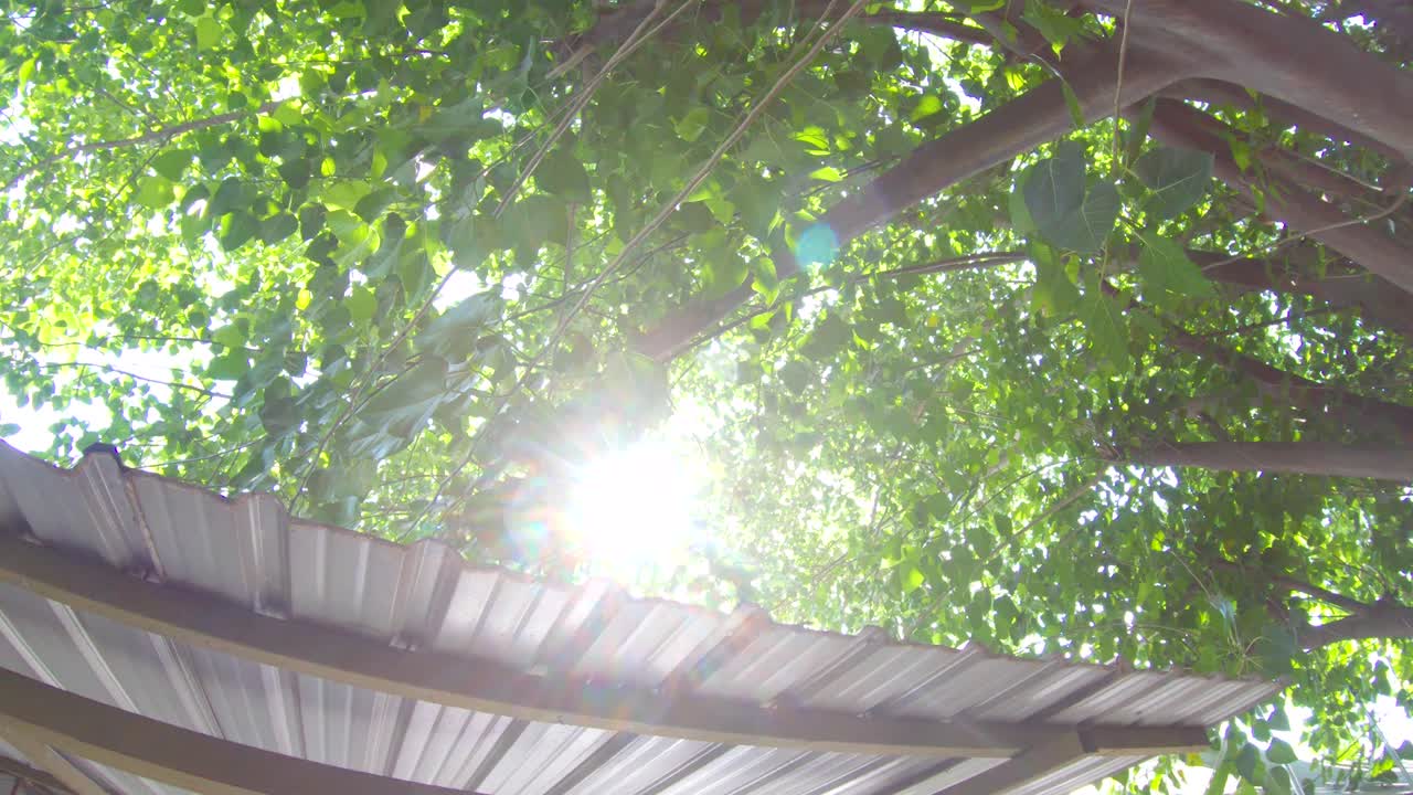 [4K] Panning Shot with Tree - Lens Flare