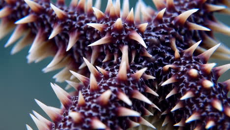 crown-of-thorns starfish arm detail