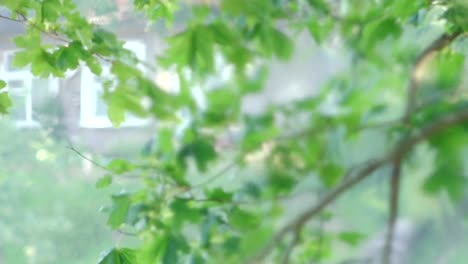 hot air swirls out of a chimney, distorting the view of green leaves moving gently in the background