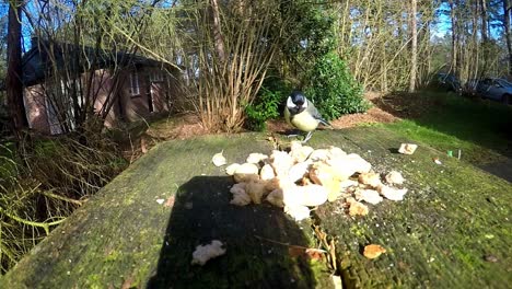 Eurasian-Blue-Tit-Eating-Food-From-Wooden-Garden-Table