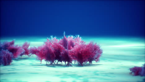 purple and pink soft corals and red sponges