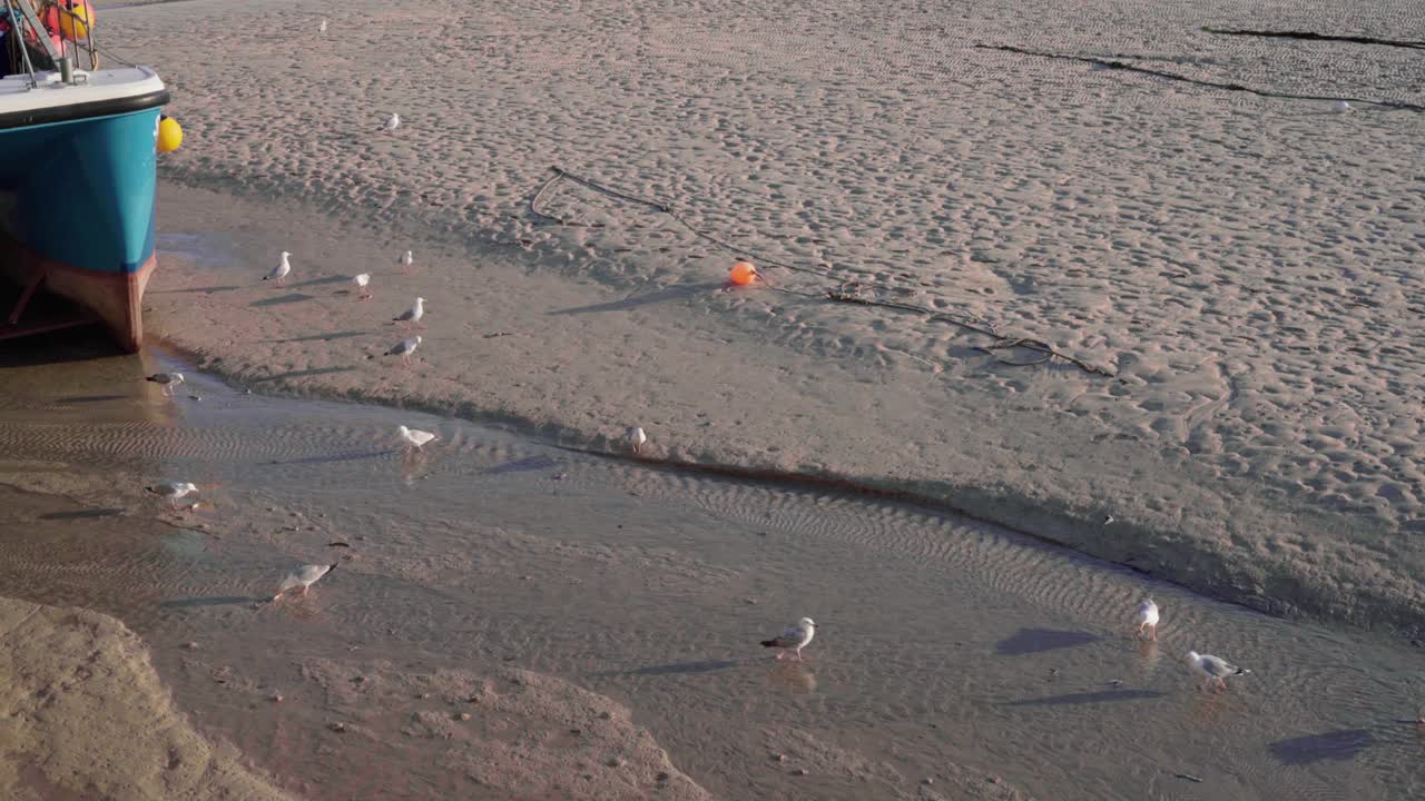 콘월, 영국, 영국에서 화창한 날에 st ives에서 썰물 동안 항구에서 먹이를 찾고 먹이를 찾는 갈매기 무리