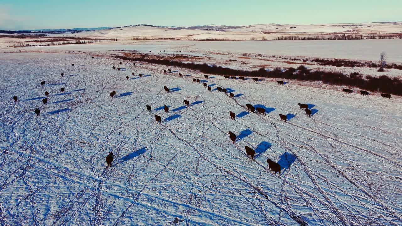 겨울에 눈밭을 걷고 있는 소 소 떼