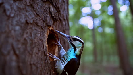 woodpecker on a tree trunk in a forest