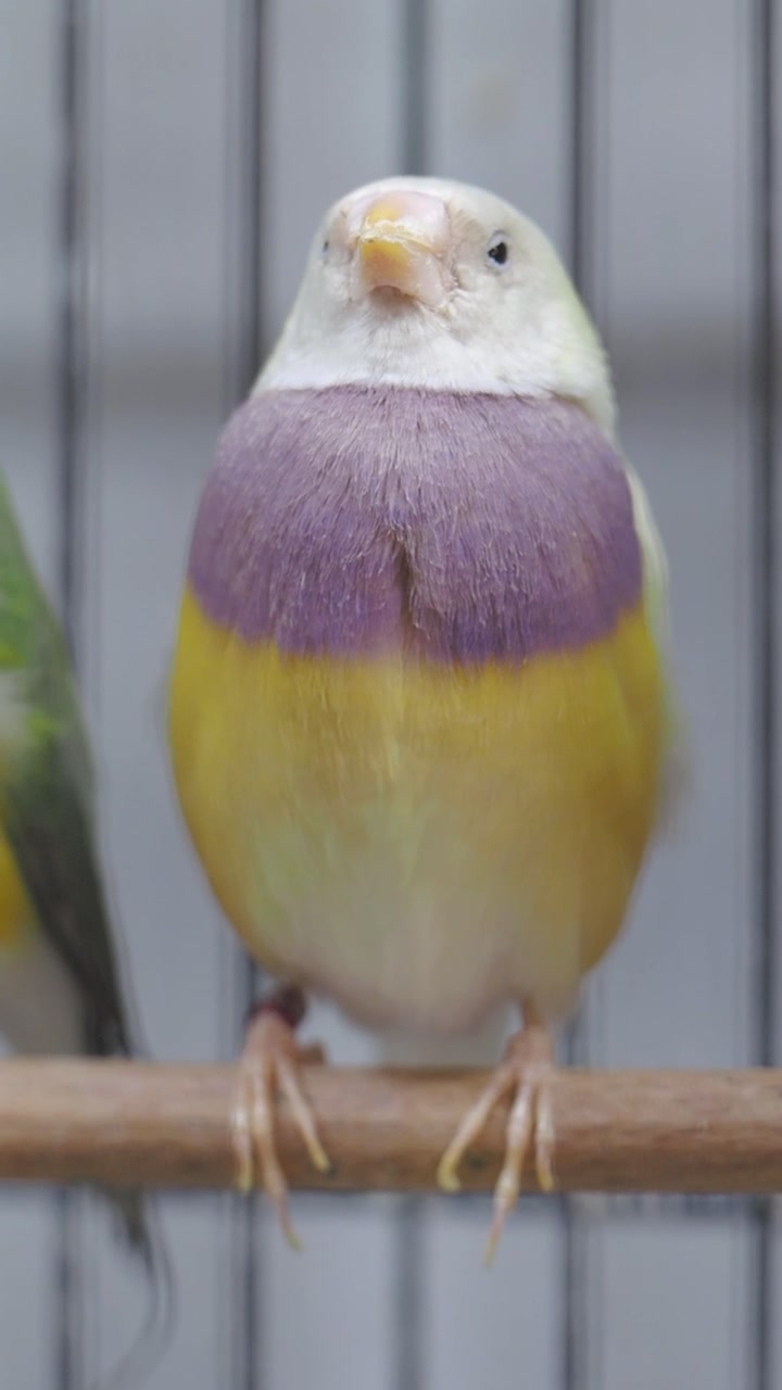 Close-up of a Vibrant Gouldian Finch in a Birdcage