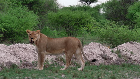 side view of a lion standing near the pile of sand and stones while looking around in nxai pan, botswana - wide shot