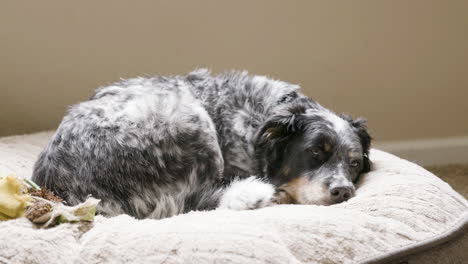 Hund-Liegt-Auf-Dem-Bett-Und-Schläft-Ein