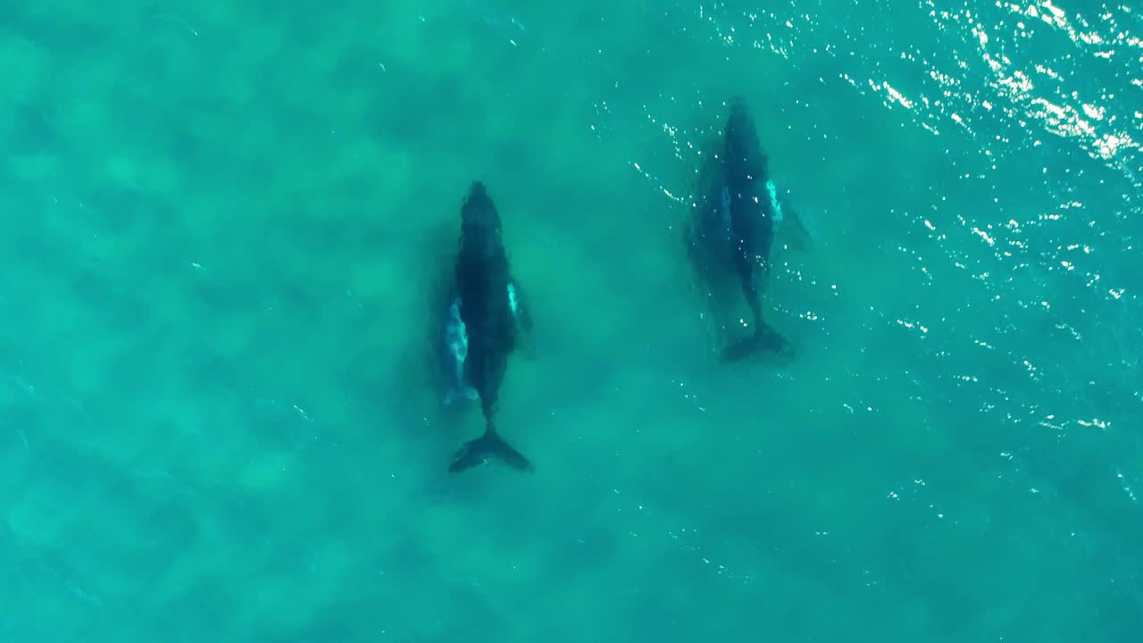 두 마리의 성인 고래와 바다를 순항하는 아기
