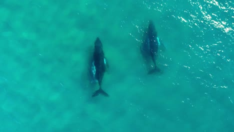 Two-adults-whales-and-their-baby-cruising-through-the-ocean