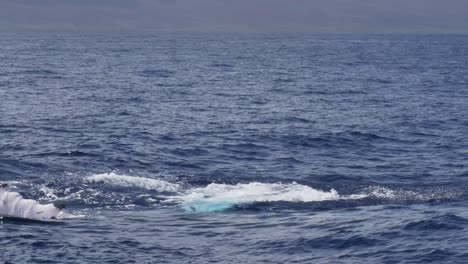 Enérgica-Ballena-Jorobada-Golpeando-Sus-Largas-Aletas-En-La-Superficie-Del-Agua-Del-Océano-Azul-Vista-Durante-El-Viaje-De-Avistamiento-De-Ballenas-En-Lahaina,-Maui,-Hawaii