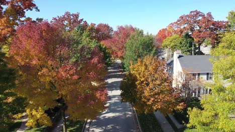 tree level view of a tree lined quite neighborhood in autumn