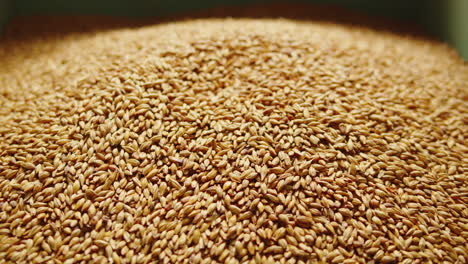 craft beer production factory, brewery manufacture. barley malt grains in conveyor close-up. brewing, cooking alcohol in metal vats bottles
