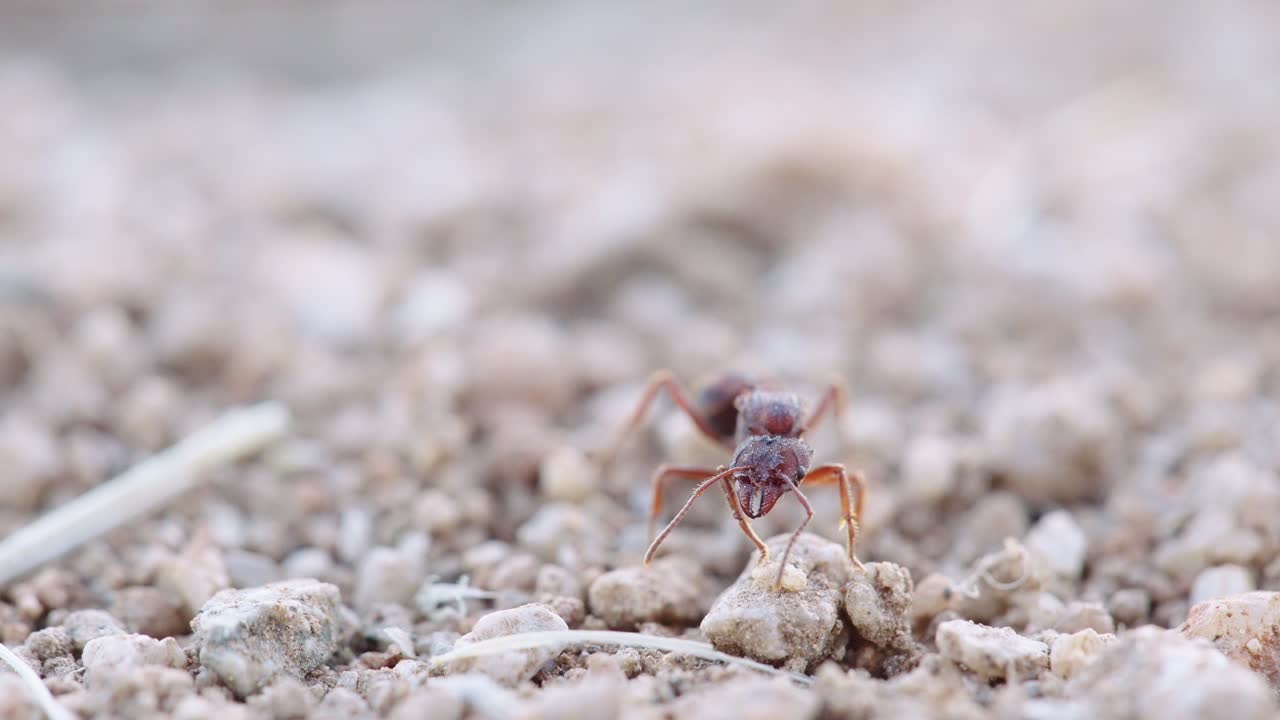toma macro de la reina dealate acoplada mientras mira lentamente a su alrededor- toma de primer plano larga a nivel del suelo