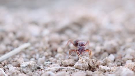 Macro-shot-of-mated-dealate-queen-as-she-slowly-looks-around--Ground-level-long-close-up-shot