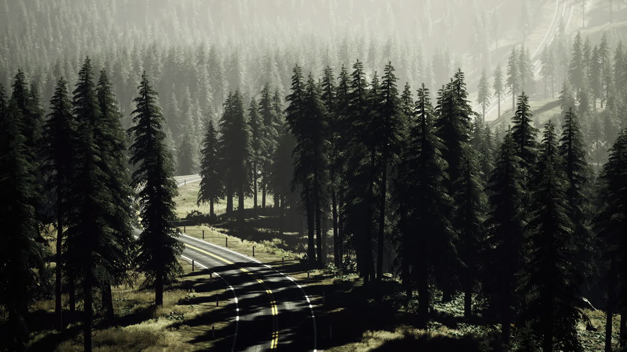 Curving road through dense forest in early morning light