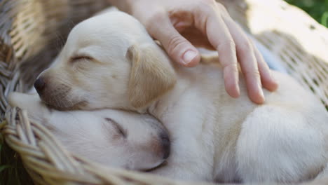 close-up view of caucasian woman hands petting a labrador puppy sleeping in a basket in the park