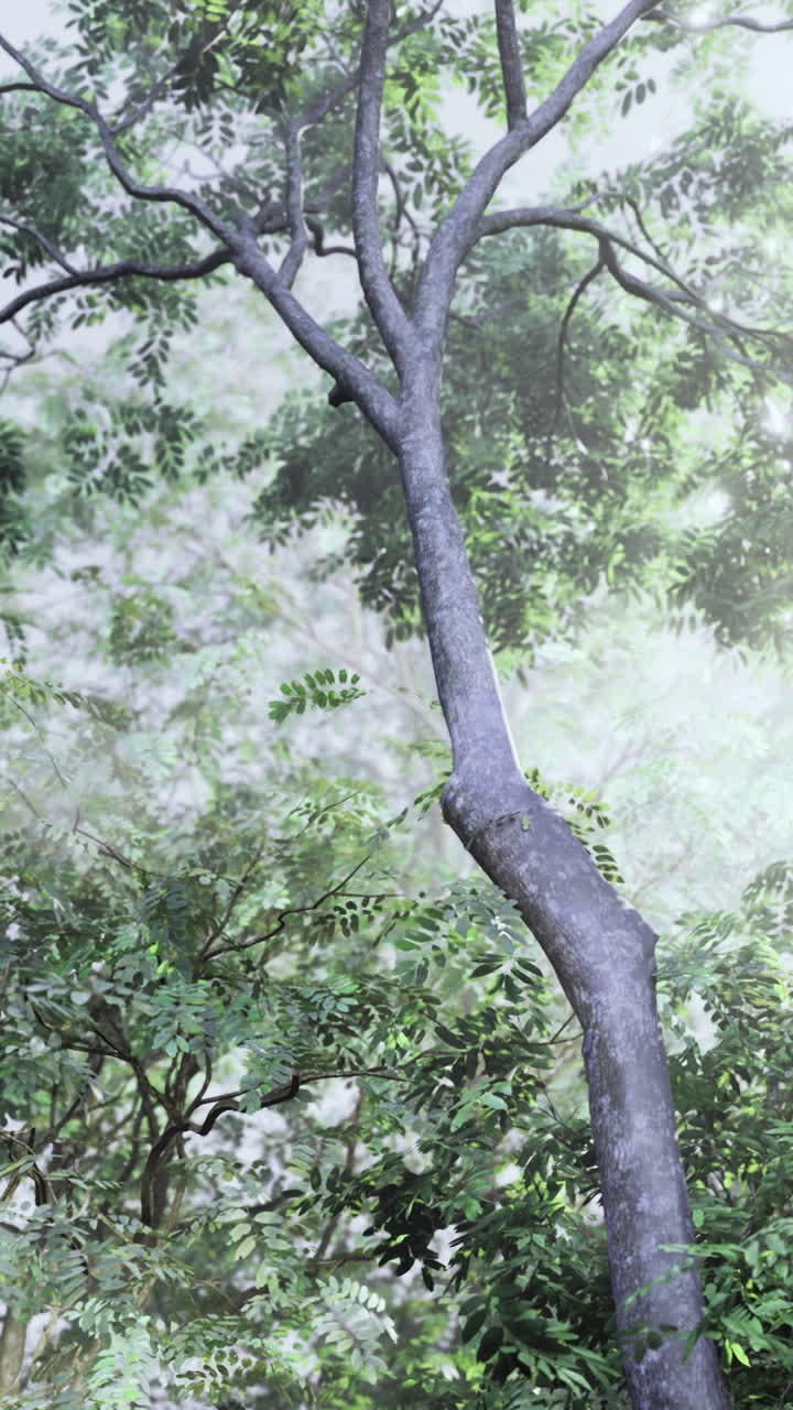 Bright sunlight filtering through lush green trees in a serene forest