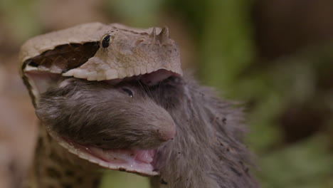 Schwenkaufnahme-Einer-Gabunviper,-Die-Eine-Ratte-Frisst