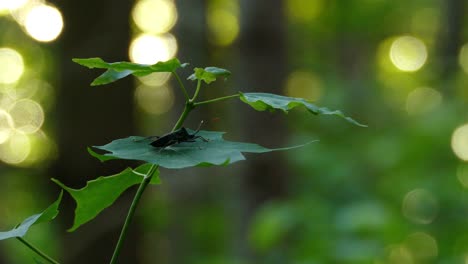 Un-Gran-Insecto-Negro-Descansando-Sobre-Una-Hoja